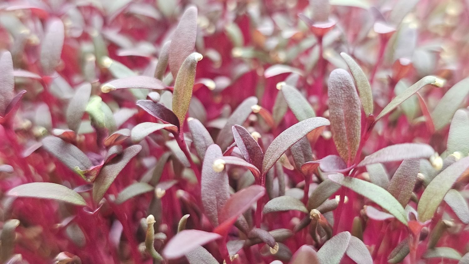 Amaranth microgreens on vivid crimson stems, narrow leaves shading from soft grey-green to deep red, with pale seed cases still tipping many of them.