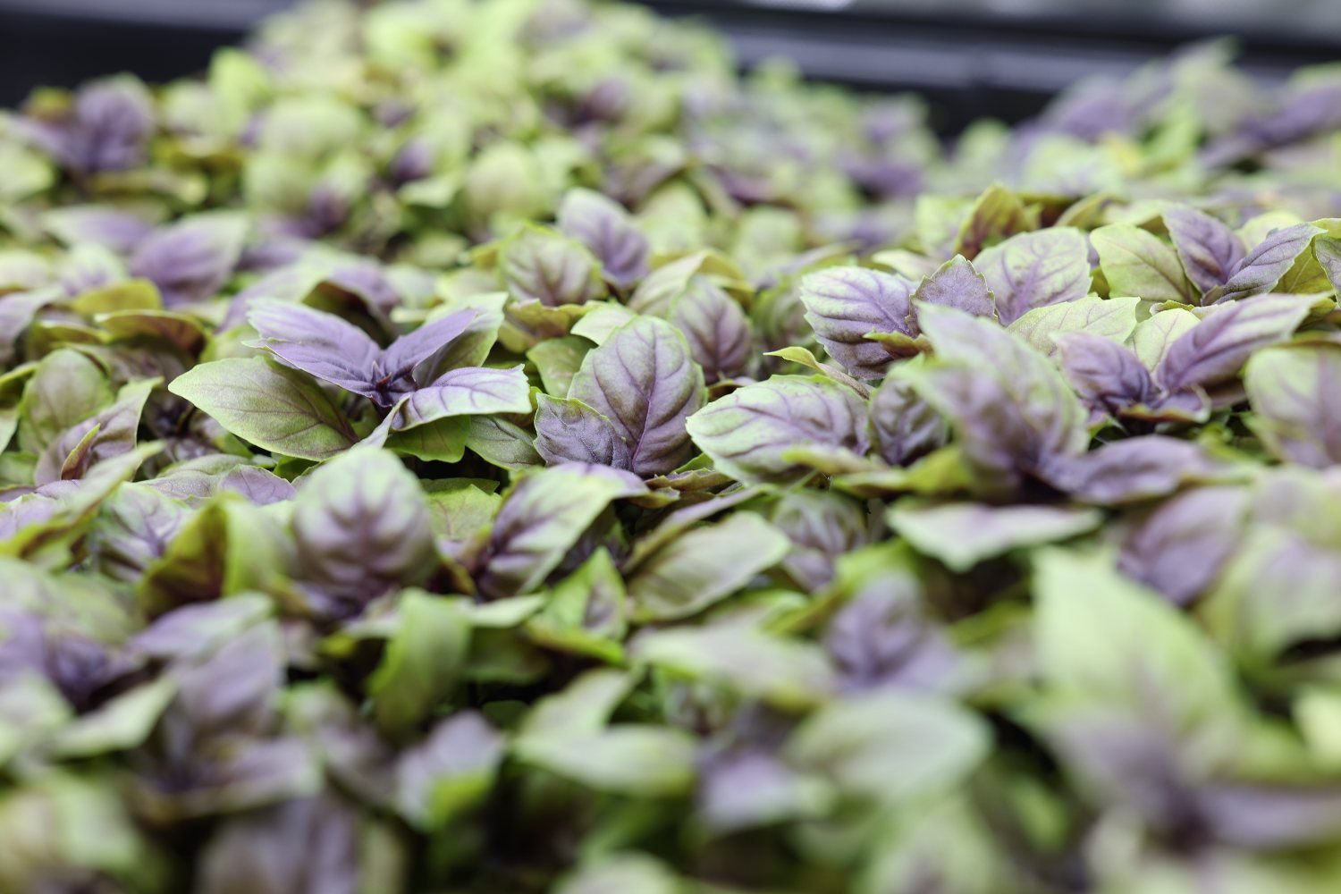 Basil microgreens in a harvest tray