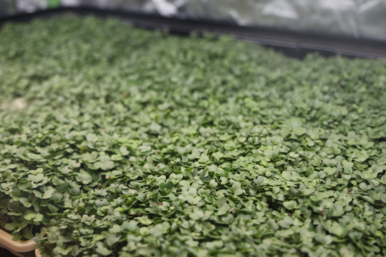 Collard microgreens growing in a tray