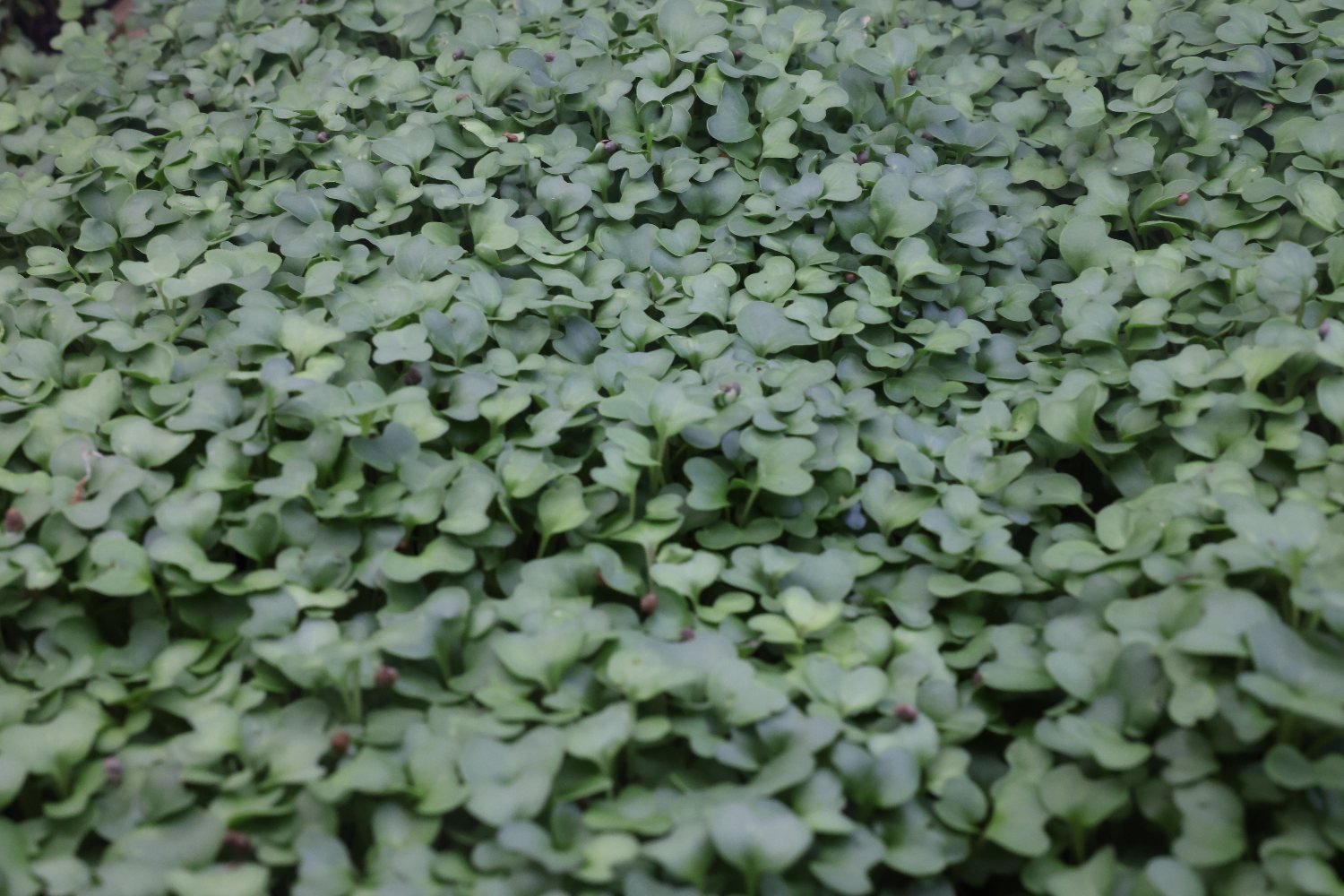 Kale microgreens under grow lights