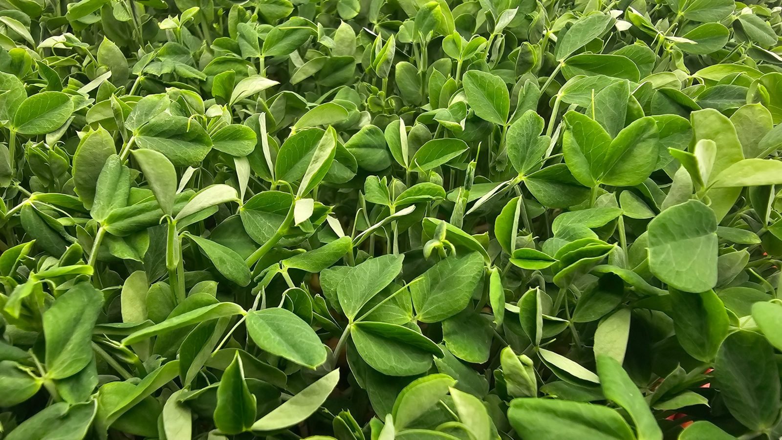 Tray of pea shoots under grow lights at Root Life