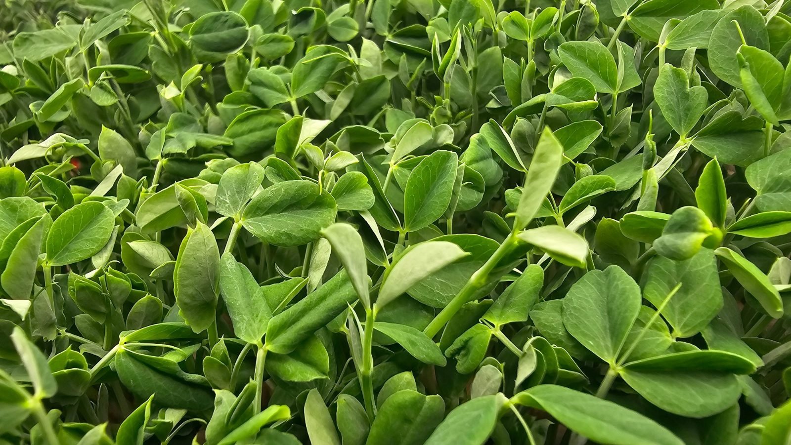 A full tray of pea shoots seen from above, leaves and tendrils overlapping into a solid green surface.