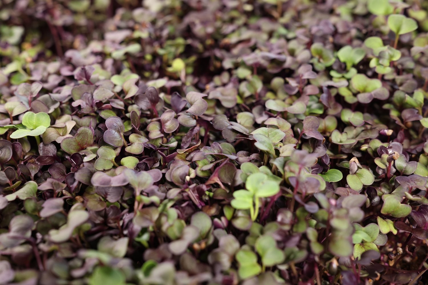 Radish microgreens with red stems