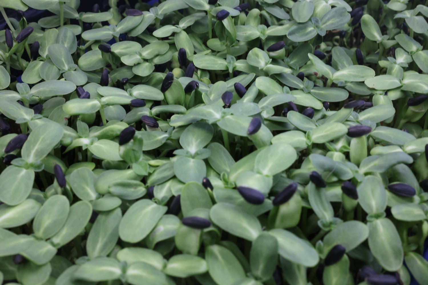 Dense tray of sunflower shoots ready for harvest