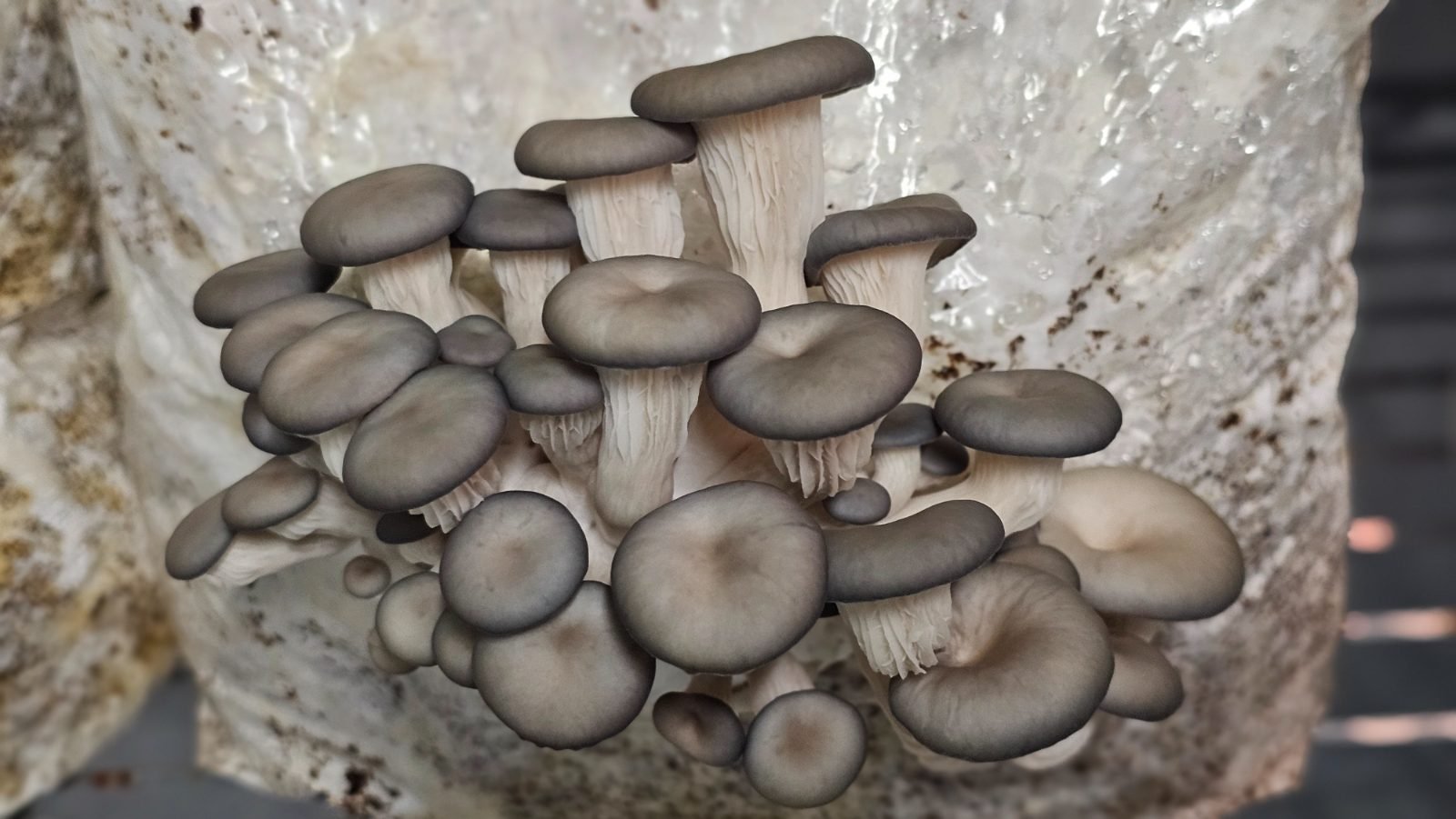 Blue oyster mushroom caps clustered on a fruiting block