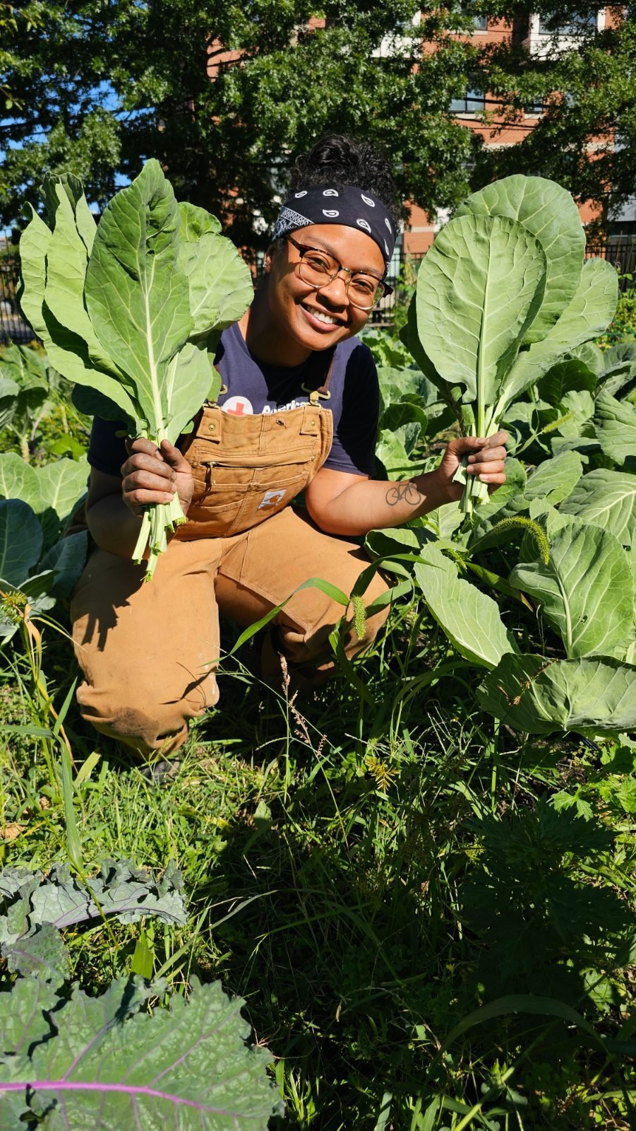 Harvesting collard greens from an outdoor bed