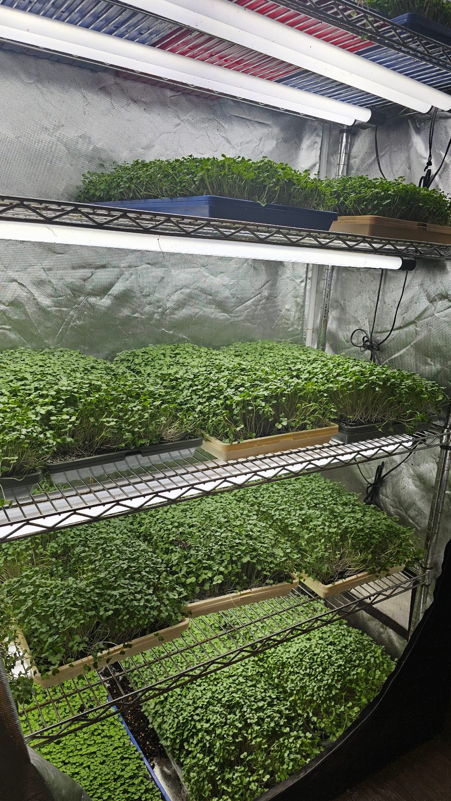 Four shelves of microgreen trays under fluorescent tubes in our growing room, each tray a dense green canopy at a different stage