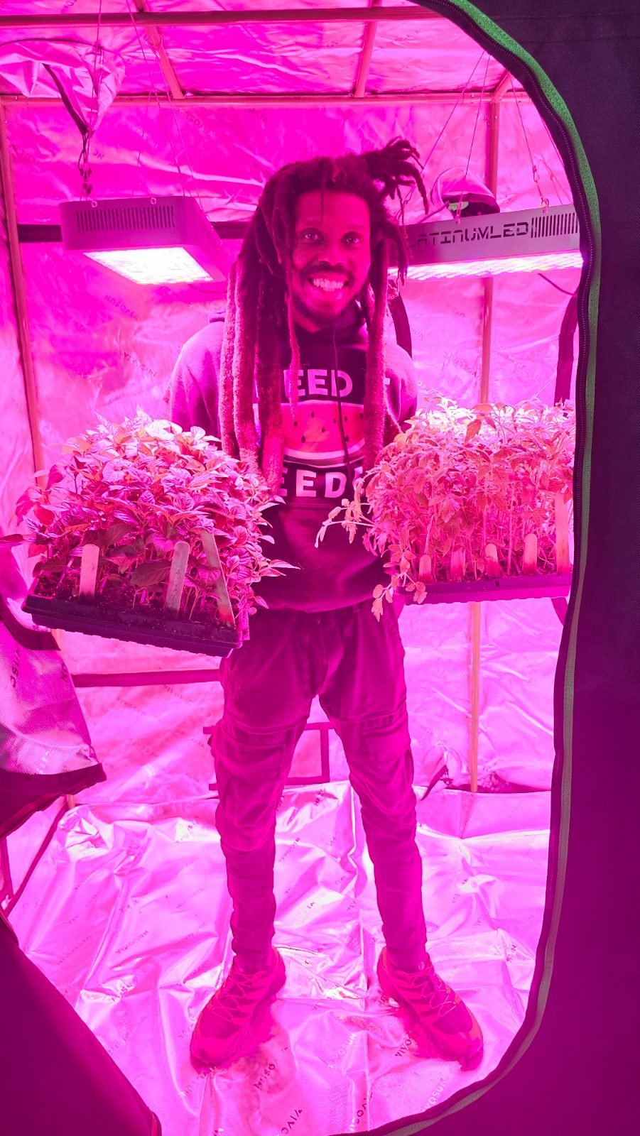 A grower inside the seedling tent under magenta LED panels, holding out two full trays of young plants.