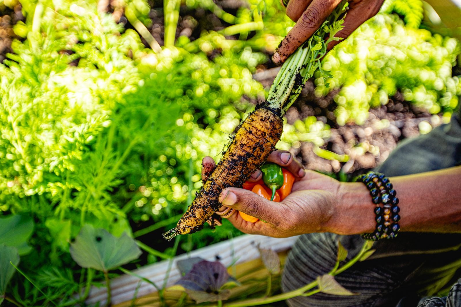 Root Life photograph: hands holding a just-pulled carrot and two sweet peppers over a garden bed