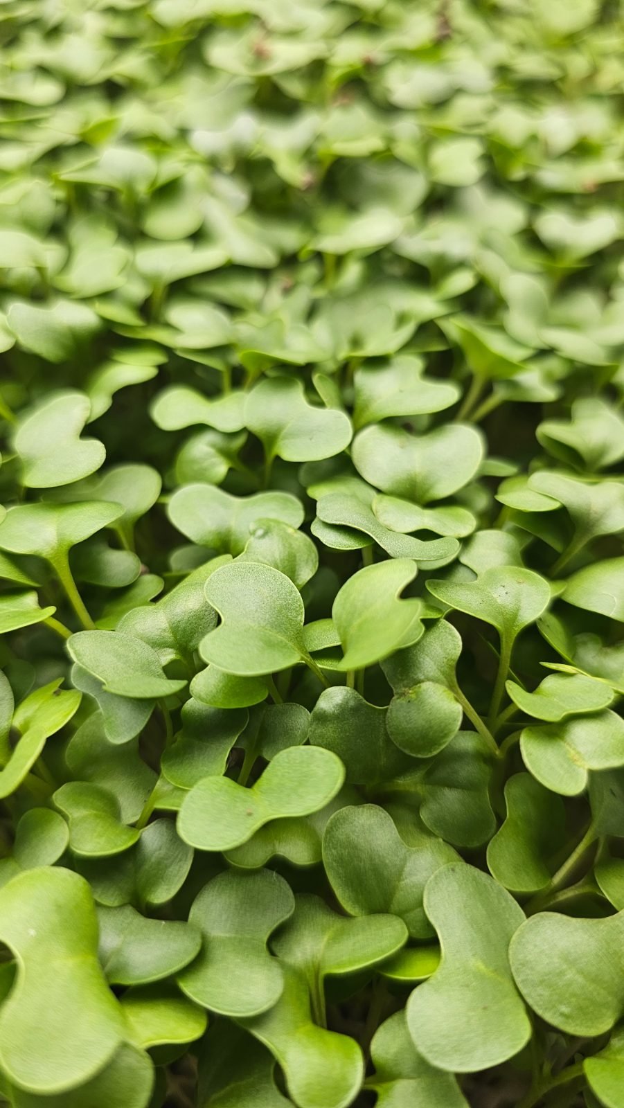 A dense canopy of microgreens under grow lights