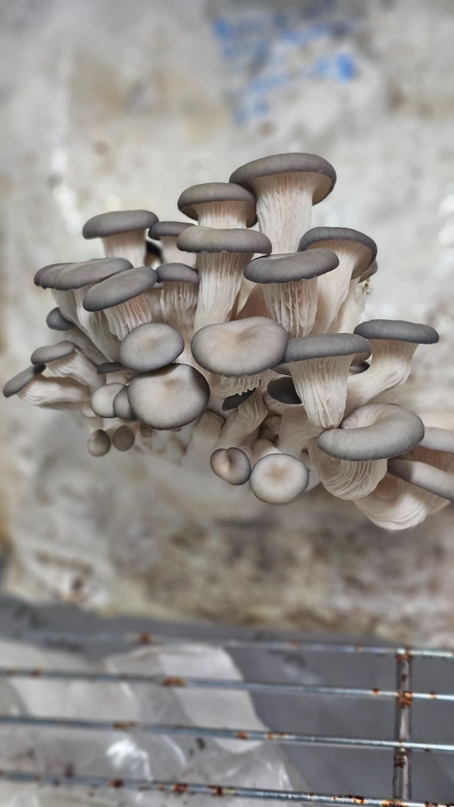 A dense cluster of blue oyster mushrooms fruiting from a substrate block in the grow room.