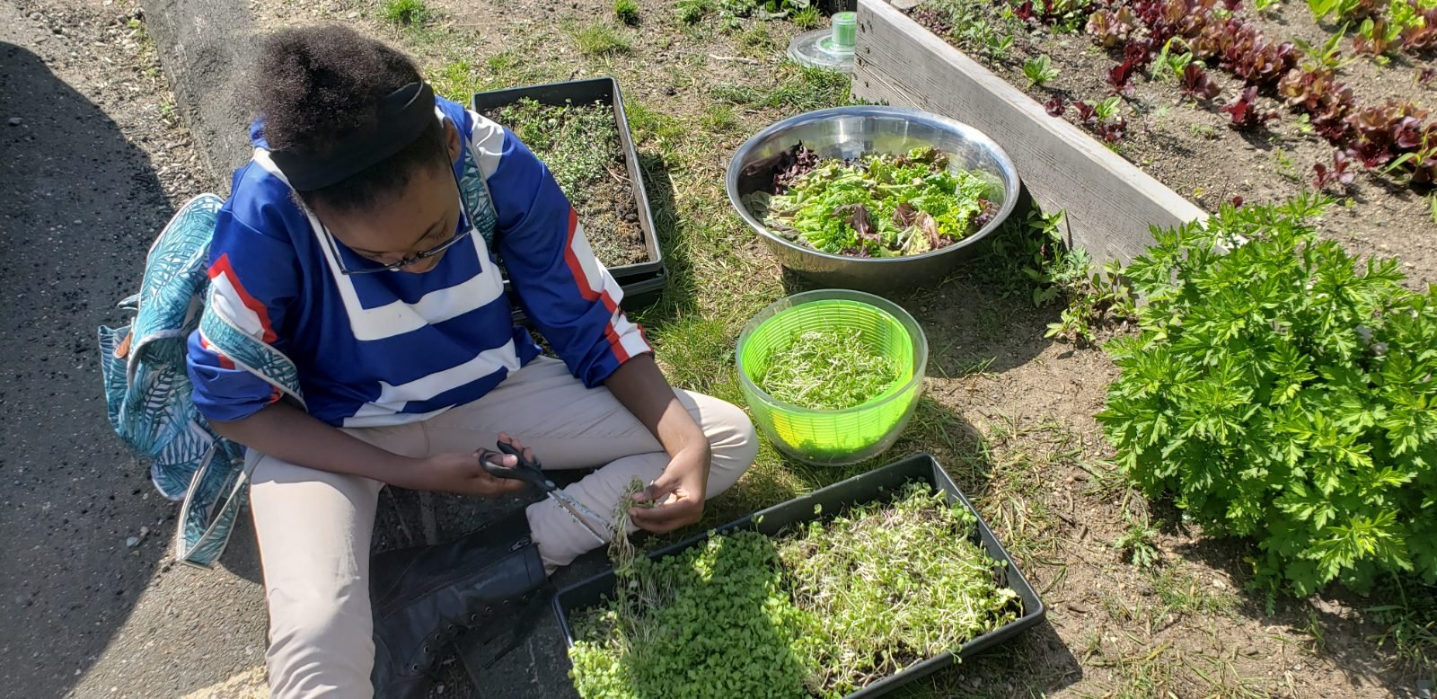 Root Life photograph: a young grower cutting microgreens from a tray with shears beside a bowl of washed salad and a spinner