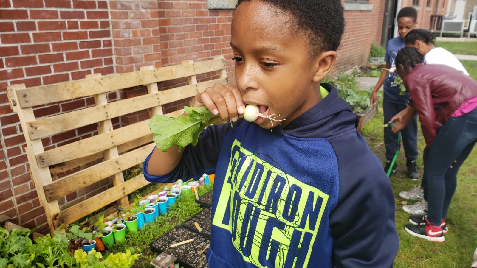 Root Life photograph: a child biting into a radish pulled a moment earlier, other young growers working the bed behind