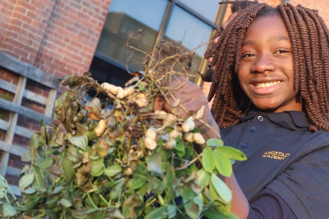A ConnCAT youth holding up a whole peanut plant with the pods still attached to the roots.